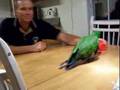 Eko Playing Yahtzee