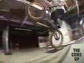 ANIMAL LEDGE SESSION