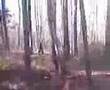 Bigfoot Sighting In The Woods
