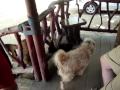 Monkey makes a dog cry!