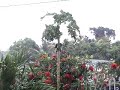 footage from tropical storm gustav in jamaica