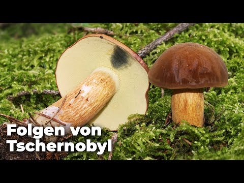 Folgen von Tschernobyl: Pilze und Wild in Deutschland sind radioaktiv belastet! - Clixoom nature