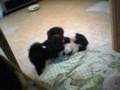 Cool Video - Shih Tzu Puppies Playing