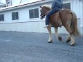 BO Pg 3 draft Belgian gelding