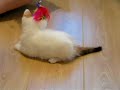 shiloh nouvel versus the feather on a stick.