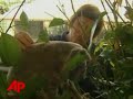 Koala Sticks to Car's Front Grill, Survives