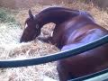Awesome Gem: Morning After Breeders' Cup
