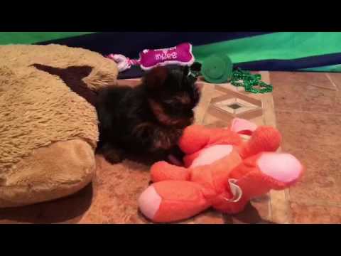 Female yorkie puppy Tiny