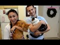 Homemade Cat Treats, Tuna Cat Cakes (Cat food)
