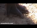 (3-11) Reserva Natural Isla Las Damas (Goya, Corrientes, Argentina) - Zona Safari TV (3-11) Reserva Natural Isla Las Damas (Goya, Corrientes, Argentina) - Zona Safari TV