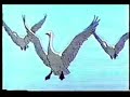 Los Hielos Eternos del Cisne