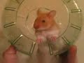 harry the hamster rap 1 (SWEARING)