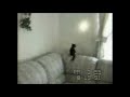 Click here to watch this video Katzen sind einfach zu doof.......ich drück die Maus