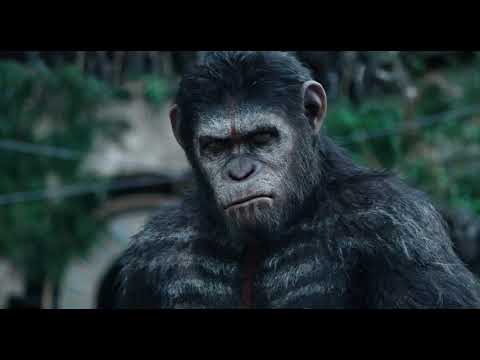 Apes Don't Want War - Extrait Apes Don't Want War (Anglais)