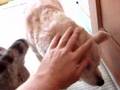 犬猫親子２
