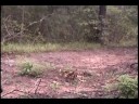 HaveMoreDeer Site # 2 Video A