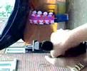 Paintball Shoreline tuning Club