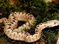 animaux sauvages de france