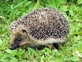 animaux sauvages de france
