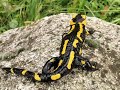 animaux sauvages de france