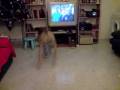 brian daniel alcantara bailando