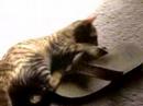 toyger ^