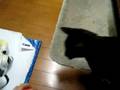 しゃべる猫　Talking Cat ごはん