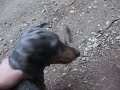 Daschund kills chipmunk Daschund kills chipmunk