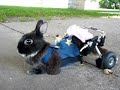 My Dwarf Bunny Trinket gets a wheel chair cart to help her get around. She's been getting acupunture for a year now keeping her mobile, but for the last month her weakest leg will nolonger work so she can only drag herself. The chair will help her keep her stronger leg heathier and her front legs strong. It also allows her some freedom and some fun.