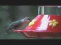 Hummingbird Hummingbird
