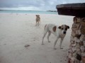 Stray Dogs Baby Beach Aruba