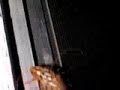 Beetles Beetles