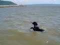 My dog Woody scared of the water