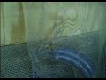 camel-spider.html