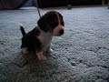 nonnies-pups-first-food3.html