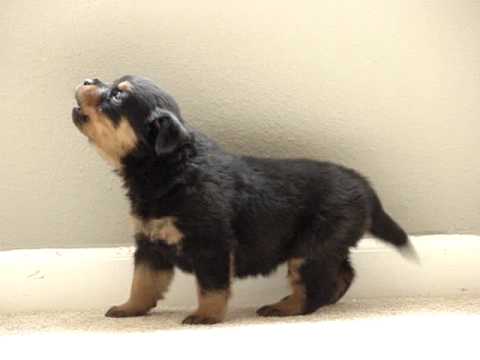 how to care for a 5 wk old puppy