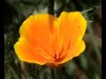Flowers with Music by Bernard Herrmann - Part 1 Flowers with Music by Bernard Herrmann - Part 1