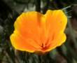 Flowers with Music by Bernard Herrmann - Part 1