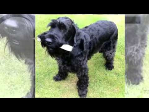 how to train giant schnauzer