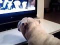 bulldog viendo el encantador de perros