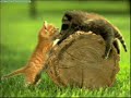 A hist�ria de uma gata