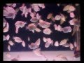 Видео - Редкие аквариумные рыбки