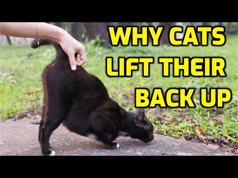 Why Do Cats Lift Their Backs When Petted?