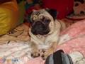 Mis pug Antes del Carnaval 2007
