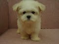 09/16 瑪爾濟斯 Maltese -公幼犬-日新犬舍