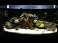 72 gallon Bow Front Reef Aquarium