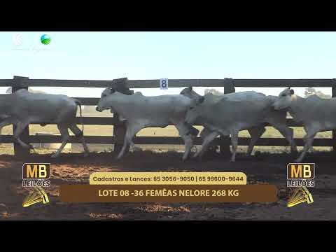 507� LEIL�O VIRTUAL MB LEIL�ES