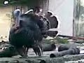TURKEY N SAKINA.3gp