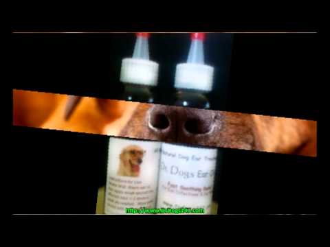 how to treat ear mites in dogs