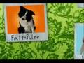 Life Lessons I Learned From My Dogs